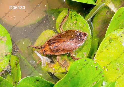 Belostoma dentatum